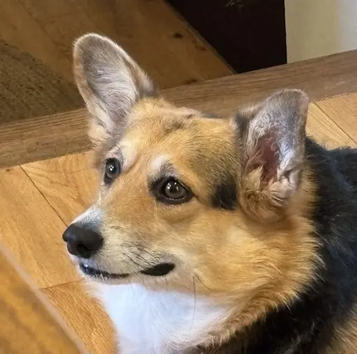 Jolene the Corgi